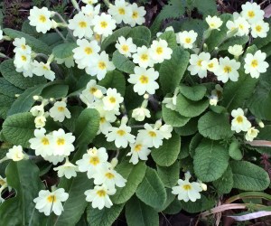 primroses