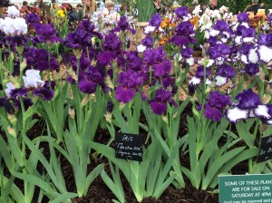 Chelsea flower show