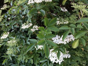 Elderflowers