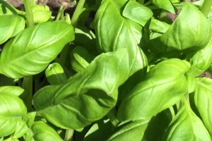 Fresh basil