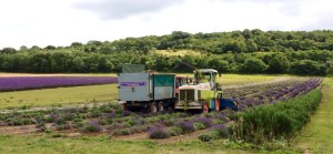 Lavender harvester
