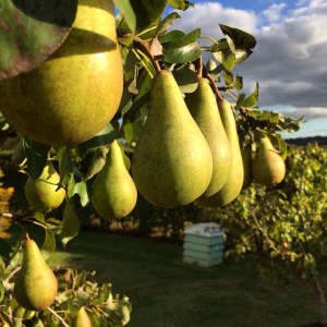 Pears on the tree
